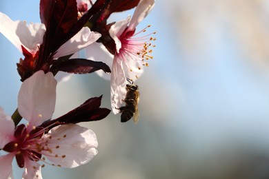 Honey bee collecting pollen from cherry blossom outdoors, closeup with space for text. Springtime