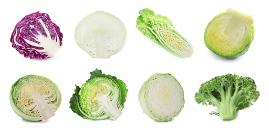 Set of various fresh ripe cabbages on white background. Banner design