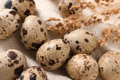 Photo of Fresh quail eggs and dry plants on white burlap fabric, closeup