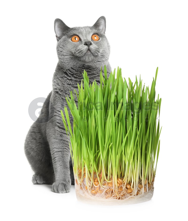 Adorable cat and fresh green grass on white background