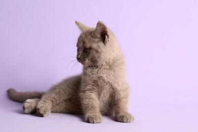 Scottish straight baby cat on pale violet background