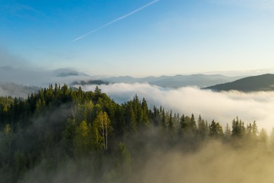 Image of Aerial view of beautiful mountains and conifer trees on foggy morning