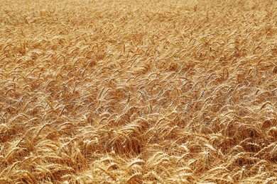 Photo of Beautiful view of agricultural field with ripe wheat spikes