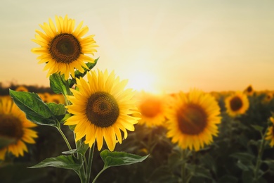 Beautiful sunflowers in field under sunset sky 