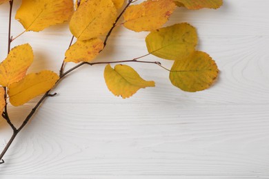 Branch with autumn leaves on white wooden table, top view. Space for text