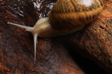 Photo of Common garden snail crawling on tree bark, top view