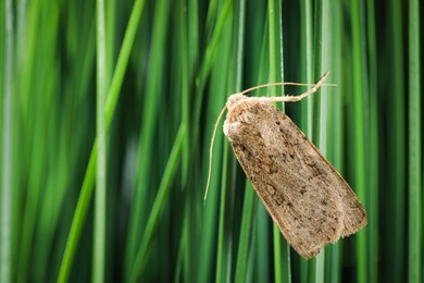 Paradrina clavipalpis moth on green grass outdoors, space for text