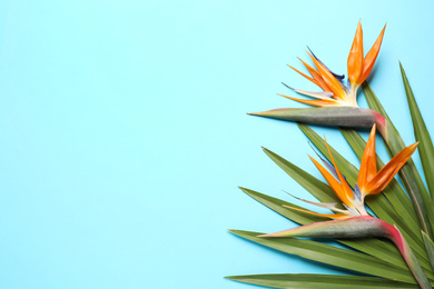 Flat lay composition with Bird of Paradise tropical flowers on light blue background, space for text