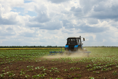 Modern tractor cultivating field of ripening sunflowers. Agricultural industry