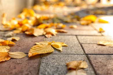 Yellow autumn leaves on paved street outdoors, closeup