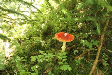 One bright poisonous mushroom growing in forest