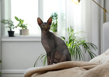Curious sphynx cat on sofa at home