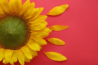 Photo of Beautiful sunflower and petals on pink background, flat lay. Space for text
