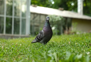 Beautiful grey dove on green grass outdoors