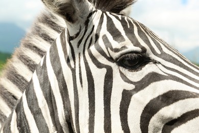Photo of Cute curious African zebra in safari park, closeup