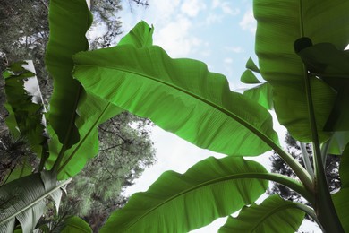 Photo of Banana plants with beautiful green leaves outdoors, low angle view. Tropical vegetation