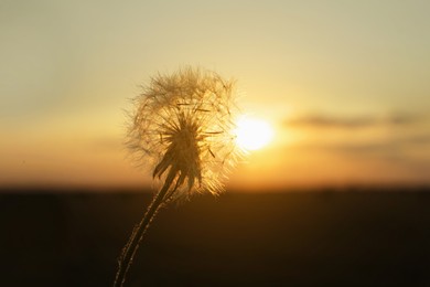 Beautiful fluffy dandelion outdoors at sunset, closeup view