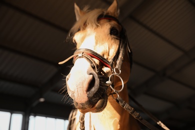 Photo of Closeup view of horse with bridle in stabling. Beautiful pet