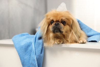 Photo of Cute Pekingese dog with towel in bathroom, space for text. Pet hygiene