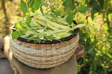 Wicker basket with fresh green beans on wooden stool in garden