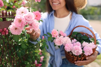 Happy young woman with basket of pink tea roses in blooming garden, closeup