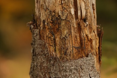 Photo of Texture of damaged bark on tree trunk outdoors, closeup