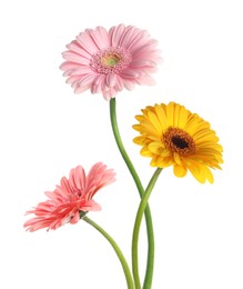 Beautiful colorful gerbera flowers isolated on white