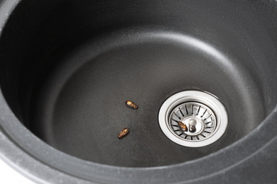 Dead cockroaches in sink, above view. Pest control