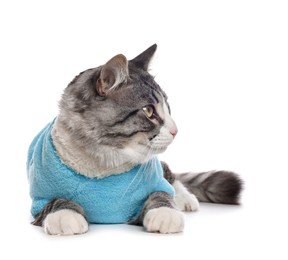 Cute cat wearing stylish pet clothes on white background