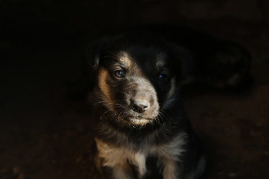 Furry black stray puppy outdoors, closeup. Baby animal