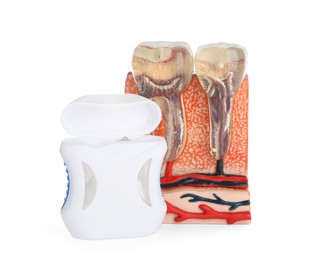 Educational model of jaw section with teeth and dental floss on white background