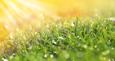 Image of Closeup view of green grass with dew on sunny day, bokeh effect. Banner design
