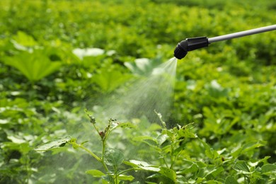 Photo of Spraying pesticide onto plant with colorado potato beetle larvae outdoors