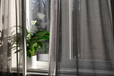 Window with beautiful curtains and houseplant on sill, closeup