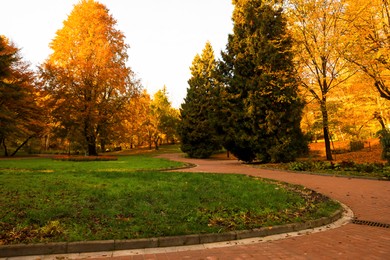 Beautiful yellowed trees and paved pathway in park