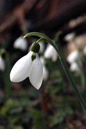 Photo of Beautiful white blooming snowdrop growing outdoors, closeup