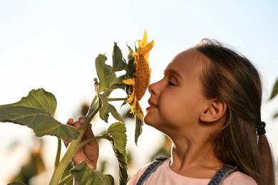 Cute little girl sniffing sunflower outdoors. Child spending time in nature