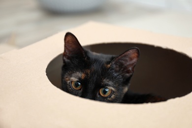 Photo of Cute black cat looking out of cardboard box, closeup