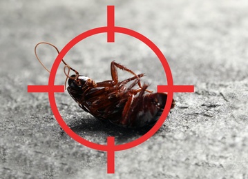 Dead cockroach with red target symbol on grey surface. Pest control