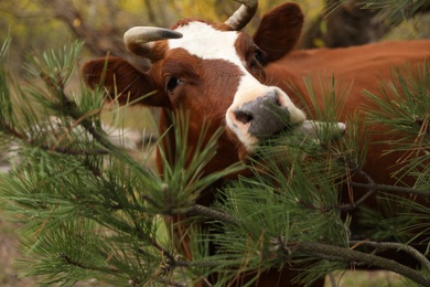 Photo of Cow eating fir tree needles outdoors. Farm animal