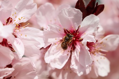 Honey bee collecting pollen from cherry blossom outdoors, closeup. Springtime