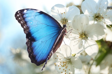 Beautiful common morpho butterfly on blossoming tree branch, closeup