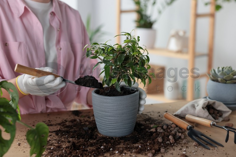 Woman planting beautiful houseplant at table indoors, closeup