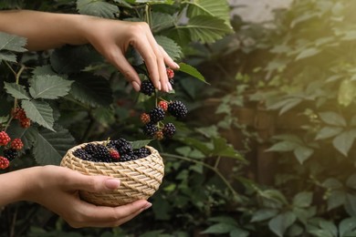 Photo of Woman gathering ripe blackberries into wicker bowl in garden, closeup