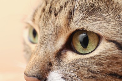 Closeup view of cute tabby cat with beautiful eyes on light background