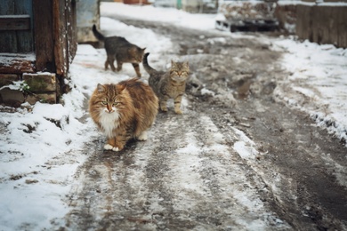 Photo of Homeless cats outdoors on winter day. Abandoned animals