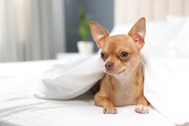 Photo of Cute Chihuahua dog under blanket at home. Space for text