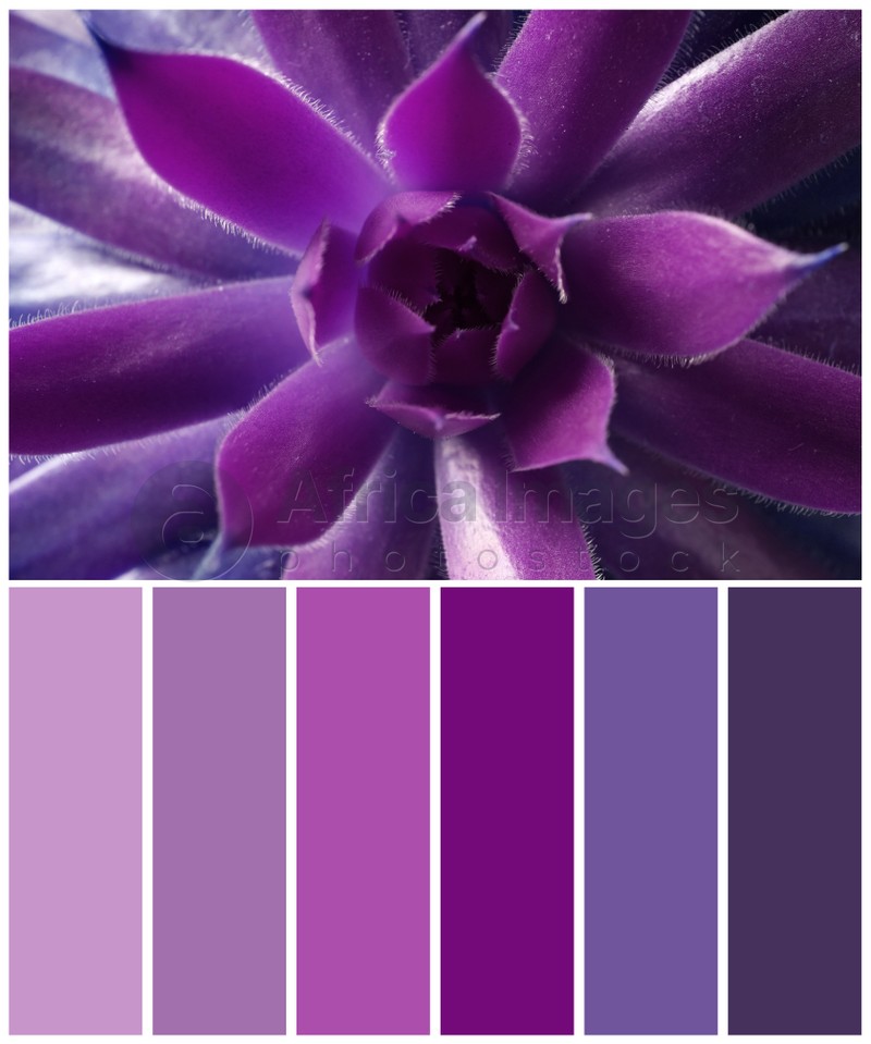 Color palette appropriate to photo of beautiful echeveria, closeup