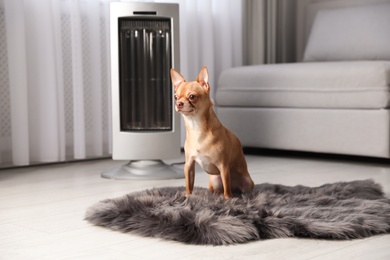 Chihuahua dog sitting on faux fur near electric heater in living room