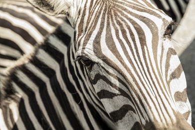 Beautiful striped African zebra in safari park, closeup